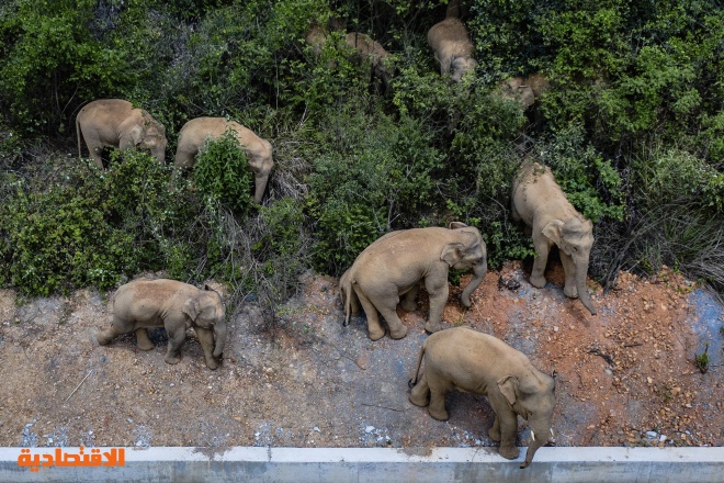  شاحنات تغلق طرقا في الصين لمنع مرور قطيع من الفيلة إلى قرى مأهولة