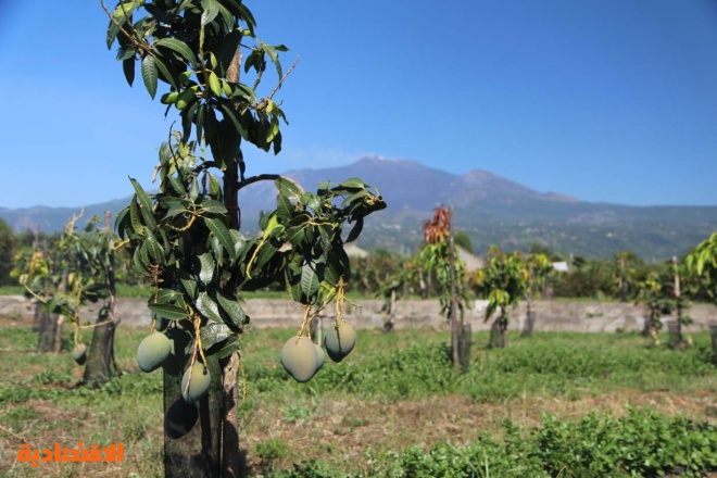 زراعة الأفوكادو في صقلية تخبرنا الكثير عن تغير المناخ ومستقبل الغذاء