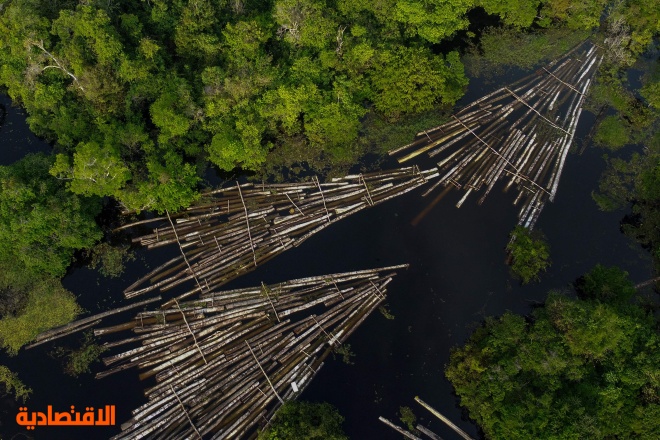 رقم قياسي لنسبة إزالة الغابات في الأمازون خلال 15 عاما