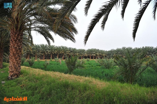 النخلة في وادي الدواسر .. علاقة حياة ووجود يكشفها الماضي ويؤكّدها الحاضر