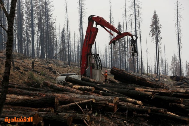 هل تمويل الشركات المرتبطة بإزالة الغابات أمر يغتفر؟