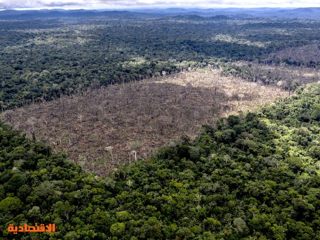 البرازيل .. مديرو الأصول يخفقون في التحرك لمنع تدمير غابة الأمازون