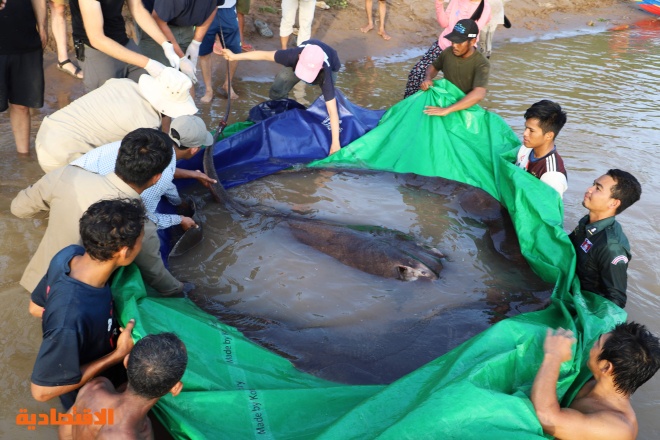 في كمبوديا .. اصطياد أكبر سمكة مياه عذبة على الإطلاق بوزن 300 كيلوجرام