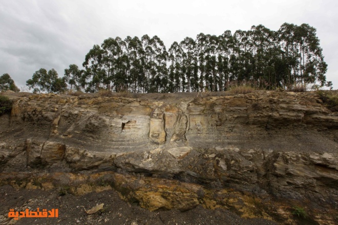 اكتشاف متحجرات أشجار في غابة تعود إلى 290 مليون سنة في البرازيل