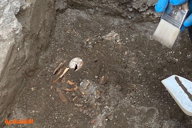  العثور على سلحفاة عمرها 2000 عام في إيطاليا