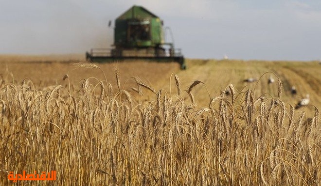 "الحبوب" : صرف 90 مليون ريال لمزارعي القمح المحلي