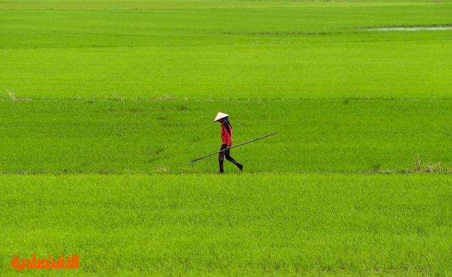 مزارعون يعملون في حقل للأرز وسط فيتنام