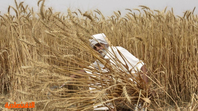 الحكومة الهندية لا تعتزم رفع القيود عن تصدير القمح
