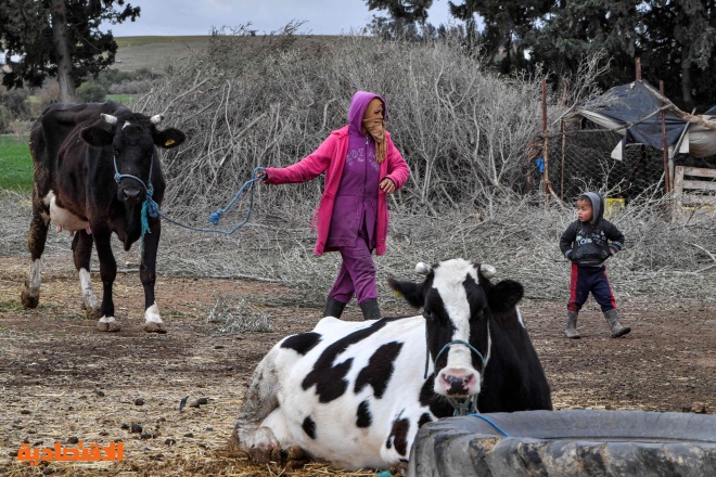 فقدان الحليب في تونس يعكس انهيارا بطيئا لقطاع إنتاج الألبان 