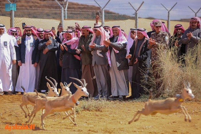 إطلاق 65 من المها وغزال الريم في محمية الملك سلمان بن عبدالعزيز الملكية