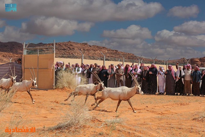 إطلاق 65 من المها وغزال الريم في محمية الملك سلمان بن عبدالعزيز الملكية