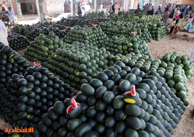 موسم حصاد البطيخ في كراتشي