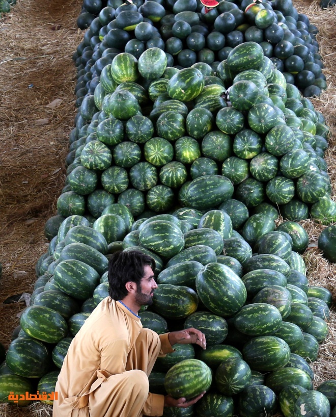 موسم حصاد البطيخ في كراتشي