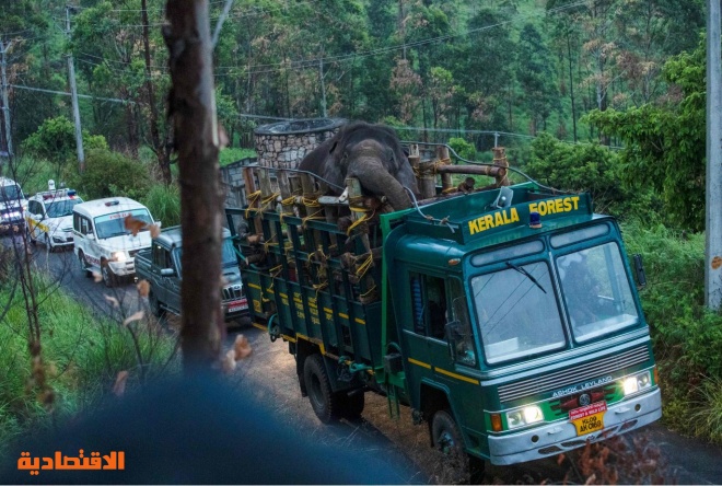 الهند: القبض على الفيل "أريكومبان" المحب للأرز .. قتل 6 أشخاص خلال عمليات سرقة المتاجر