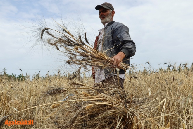 الجفاف يفاقم ضائقة تونس المالية ويجبر المزارعين على الحصاد قبل الأوان