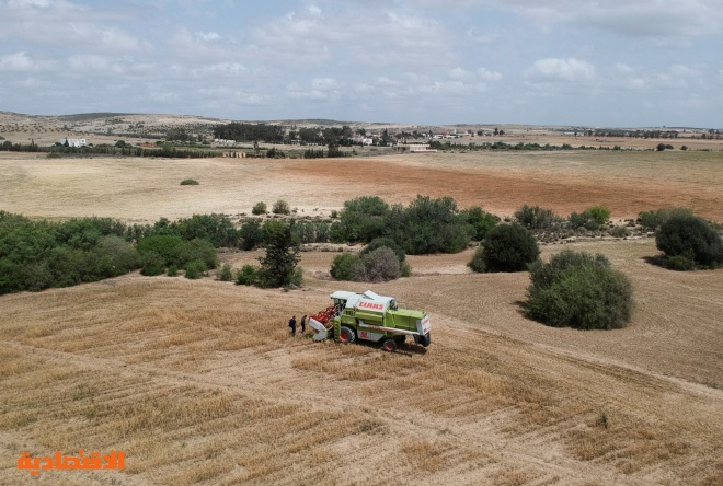 الجفاف يفاقم ضائقة تونس المالية ويجبر المزارعين على الحصاد قبل الأوان