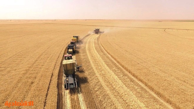 الأمن الغذائي : صرف 104 ملايين ريال لمزارعي القمح المحلي