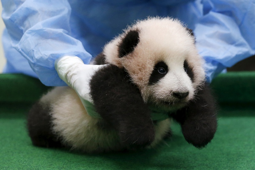 قصة مصورة: عرض صغير الباندا بحديقة حيوان واشنطن للجمهور في 16 يناير