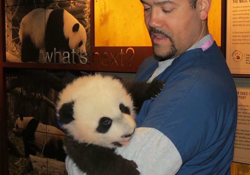قصة مصورة: عرض صغير الباندا بحديقة حيوان واشنطن للجمهور في 16 يناير