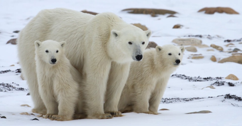 تناقص كبير في أعداد الدب القطبي بسبب الاحتباس الحراري