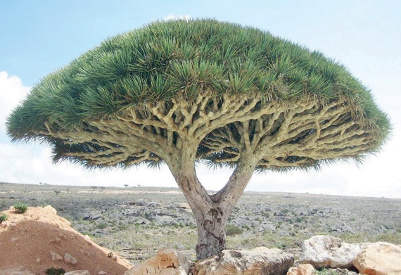دم 
العنقاء