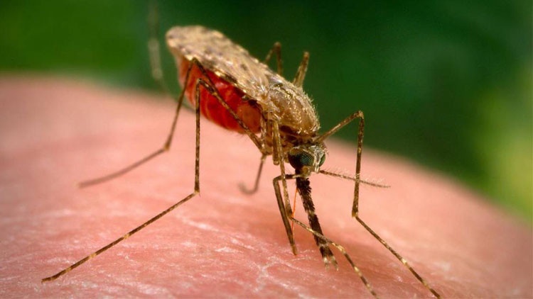 تكنولوجيا الهندسة الوراثية تطبق على بعوض الملاريا