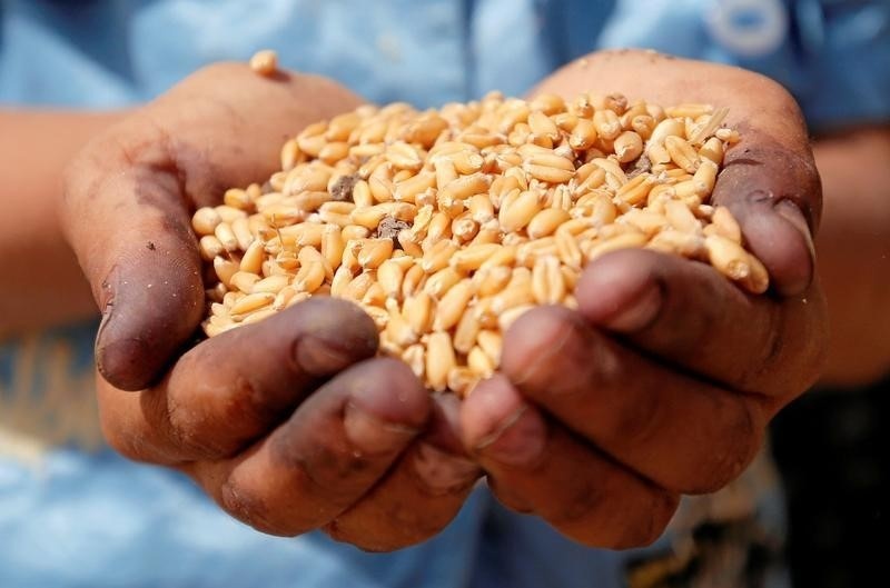 وزير التموين المصري: احتياطيات القمح لمصر تكفي حتى منتصف يناير 2017