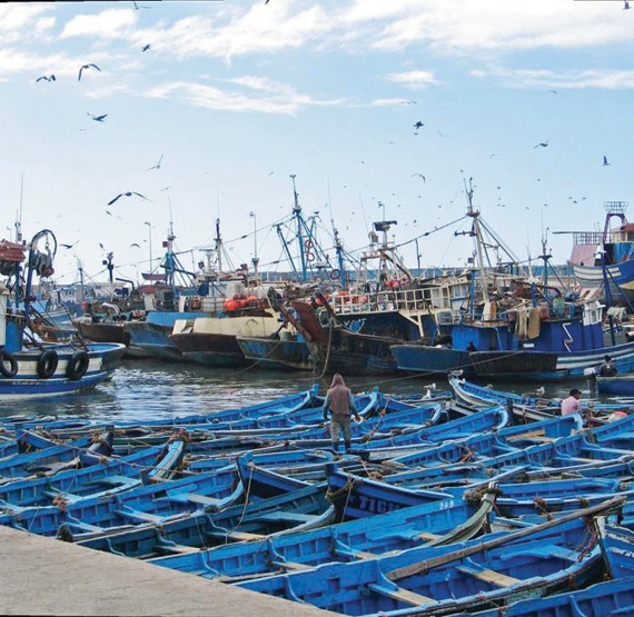 أسعار الأسماك تلحق بالأغنام .. والصيادون يخفضون تفاديا للركود