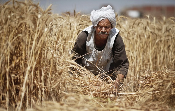 مصر تحظر استيراد القمح المصاب بــ«الإرجوت»