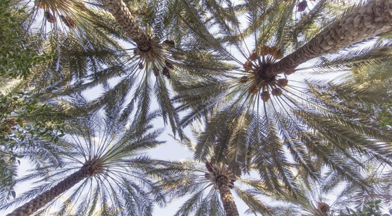 «حلوة الجوف» .. كما تذوقتها آن بلنت وكتبت عنها
