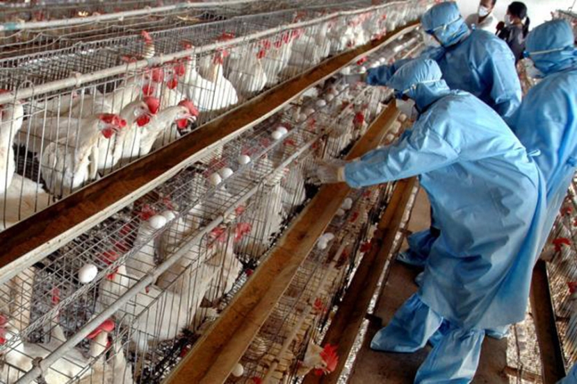 ظهور حالة إصابة بإنفلونزا الطيور في مزرعة بألمانيا