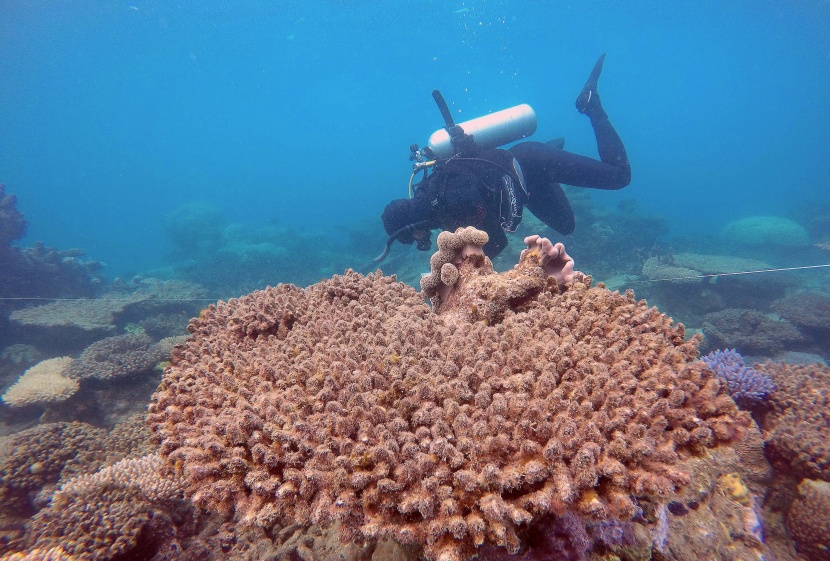 تسجيل أسوأ تكلس في الحاجز المرجاني العظيم حتى الآن