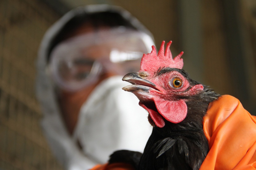 فرنسا تزيد مستوى خطر إنفلونزا الطيور إلى "مرتفع"
