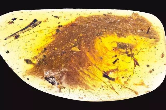 علماء يعثرون على ذيل ديناصور داخل كهرمان يعود تاريخه إلى 99 مليون سنة