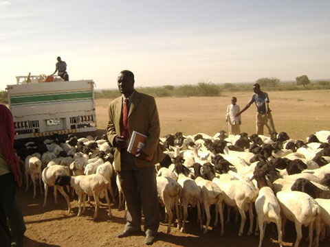 حظر استيراد الحيوانات الحية من الصومال