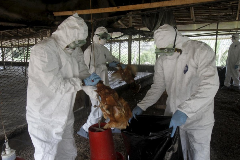 ألمانيا تتخلص من طيور داجنة بعد اكتشاف إنفلونزا الطيور في مزرعتين