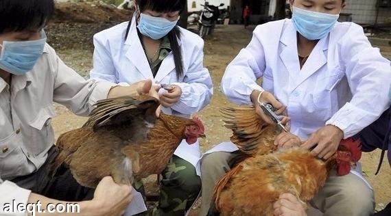 الصين تؤكد إصابة بشرية أخرى بإنفلونزا الطيور