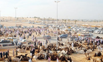 القصيم .. بورصة الإبل المتصاعدة