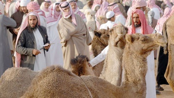 القصيم .. بورصة الإبل المتصاعدة