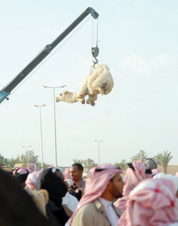 القصيم .. بورصة الإبل المتصاعدة