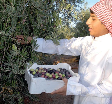 الجوفيون . . قلوب تخفق وعيون ترقب نجاح كرنفال الزيتون