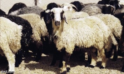 مؤسسة سليمان الجابري تؤمن 1.2 مليون رأس من الأغنام خلال موسم حج هذا العام