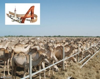 محجر جيبوتي الصحي الإقليمي يغطى حاجة السعودية من الهدي والأضاحي بنسبة 100%