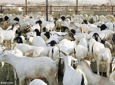 محجر جيبوتي الصحي الإقليمي يغطى حاجة السعودية من الهدي والأضاحي بنسبة 100%