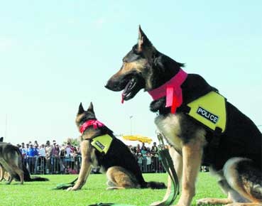 شرطة أبوظبي تدرب الكلاب البوليسية على اكتشاف "سوسة النخيل"