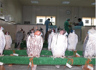 مستشفى أبوظبي للصقور  وجهة علاجية وسياحية أيضا