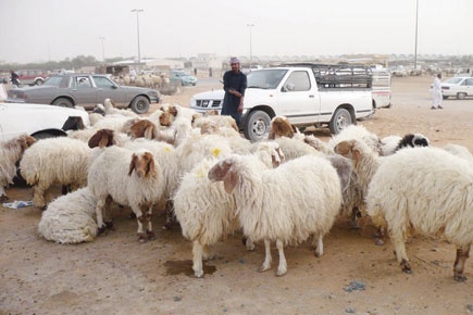 وقف استيراد الأغنام يرفع أسعارها إلى مستويات خيالية