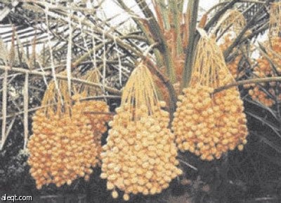 عبد العالي وسر العودة بالتمر من الأحساء بعد الأيام العصيبة