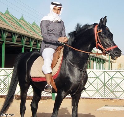 مواطن ينشئ مربطا للخيل لتعليم أفراد أسرته الفروسية!