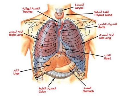 المنظار الرئوي من الفحوص الدقيقة في تشخيص الجهاز التنفسي